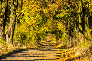 Europe, Poland, Silesian Voivodeship, avenue of maple trees, Zloty Potok, Aleja klonowa Europe, Poland, Silesian Voivodeship, avenue of maple trees, Zloty Potok, Aleja klonowa