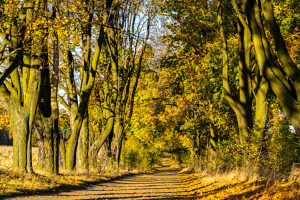 Europe, Poland, Silesian Voivodeship, avenue of maple trees, Zloty Potok, Aleja klonowa Europe, Poland, Silesian Voivodeship, avenue of maple trees, Zloty Potok, Aleja klonowa