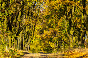 Europe, Poland, Silesian Voivodeship, avenue of maple trees, Zloty Potok, Aleja klonowa Europe, Poland, Silesian Voivodeship, avenue of maple trees, Zloty Potok, Aleja klonowa