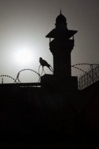 Israel, Jerusalem, Temple Mount, pigeon in front of minaret Israel, Jerusalem, Temple Mount, pigeon in front of minaret