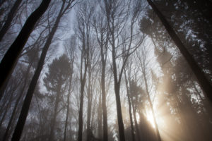 Germany, view of treetops, from below, winter, trees without foliage Germany, view of treetops, from below, winter, trees without foliage