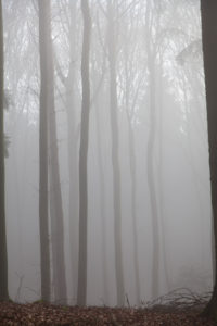 Germany, forest in the morning mist Germany, forest in the morning mist