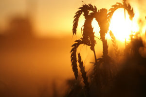 ripe grain before setting sun, harvest time