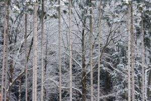 Forest view, tree trunks in winter, Germany, Bavaria