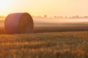 a round straw bale on harvested field in golden morning light