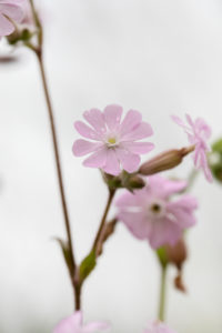 flowering pink geranium against light green background, blossoms, geranium, geranium family, geraniaceae