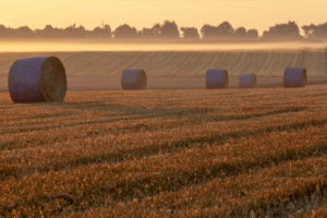 Round straw bales on harvested field in golden morning light