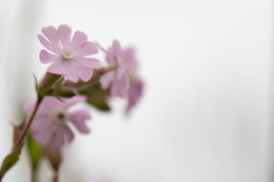 flowering pink geranium against light green background, blossoms, geranium, geranium family, geraniaceae