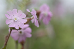 flowering pink geranium against light green background, blossoms, geranium, geranium family, geraniaceae