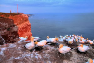 Northwest cliff with breeding seabirds Gannets, Heligoland, Helgoland Bay, German Bight, North Sea Island, North Sea, Schleswig-Holstein, Germany Northwest cliff with breeding seabirds Gannets, Heligoland, Helgoland Bay, German Bight, North Sea Island, North Sea, Schleswig-Holstein, Germany