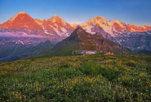 Mountain meadow on the Männlichen with the triumvirate Eiger (3967m), Mönch (4107m) and Jungfrau massif (4158m) in the evening sun, Wengen, Jungfrau region, Bernese Oberland, Canton of Bern, UNESCO World Heritage Site, Switzerland Mountain meadow on the Männlichen with the triumvirate Eiger (3967m), Mönch (4107m) and Jungfrau massif (4158m) in the evening sun, Wengen, Jungfrau region, Bernese Oberland, Canton of Bern, UNESCO World Heritage Site, Switzerland