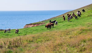 Pasture with cows over the cliffs of Freshwater Bay, Freshwater, Isle of Wight, Hampshire, Great Britain, England