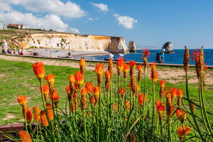Flower bed with torch lilies on the promenade of Freshwater Bay, Freshwater, Isle of Wight, Hampshire, Great Britain, England