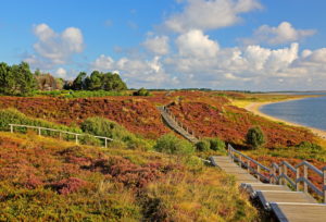 Trail in the Braderuper Heide at the Wadden Sea, Braderup, district Wenningstedt, North Sea island, Sylt, North Frisian Islands, North Frisia, Schleswig-Holstein, Germany Trail in the Braderuper Heide at the Wadden Sea, Braderup, district Wenningstedt, North Sea island, Sylt, North Frisian Islands, North Frisia, Schleswig-Holstein, Germany
