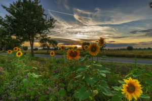 Sunflowers in the region Hannover Sunflowers in the region Hannover