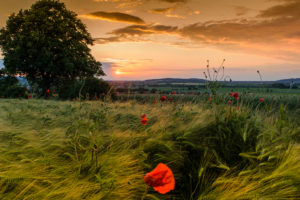 Sundown in the Vörier mountain in the Calenberger country Sundown in the Vörier mountain in the Calenberger country