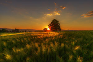 Sundown in the Vörier mountain in the Calenberger country Sundown in the Vörier mountain in the Calenberger country