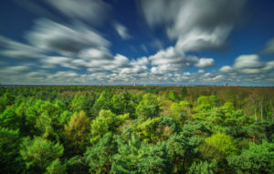 view over the Eilenriede, the town wood of Hannover view over the Eilenriede, the town wood of Hannover