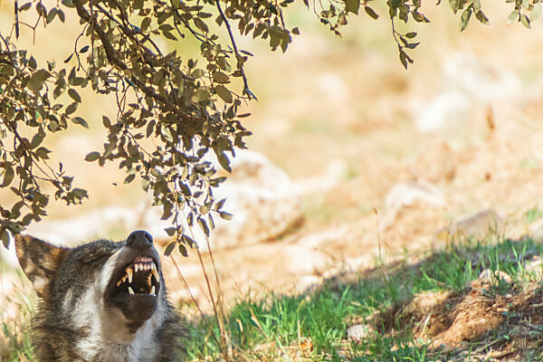 Bildagentur Mauritius Images American Badger Taxidea Taxus At Den Entrance Montana