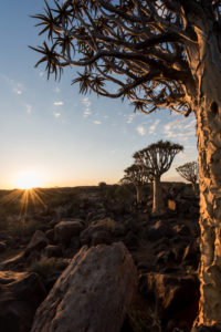 Quiver trees with the setting sun in the Quiver Tree Forest / 'Giant's Playground' near Keetmanshoop, South Namibia Quiver trees with the setting sun in the Quiver Tree Forest / 'Giant's Playground' near Keetmanshoop, South Namibia