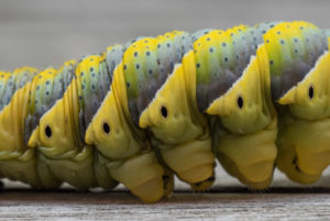 Caterpillar of Death's Head Hawkmoth in the final instar, on a wooden table, details of the body, clearly visible spiracles Caterpillar of Death's Head Hawkmoth in the final instar, on a wooden table, details of the body, clearly visible spiracles