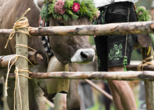 Viehscheid' after Almabtrieb (ceremonial driving down of cattle from the mountain pastures into the valley in autumn) in late summer in Bavaria, cow with headdress and cowbell, beside farmer in Lederhose Viehscheid' after Almabtrieb (ceremonial driving down of cattle from the mountain pastures into the valley in autumn) in late summer in Bavaria, cow with headdress and cowbell, beside farmer in Lederhose