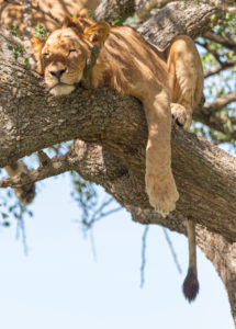Nord Tansania am Ende der Regenzeit im Mai. Nationalparks Serengeti, Ngorongoro Krater, Tarangire, Arusha und Lake Manyara. Löwen, die auf Bäume klettern und dort schlafen... - in der Serengeti. Nord Tansania am Ende der Regenzeit im Mai. Nationalparks Serengeti, Ngorongoro Krater, Tarangire, Arusha und Lake Manyara. Löwen, die auf Bäume klettern und dort schlafen... - in der Serengeti.