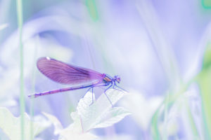 Summer in Bavaria. Impressions from the foothills of the Alps: magnificent dragonfly on a stream Summer in Bavaria. Impressions from the foothills of the Alps: magnificent dragonfly on a stream
