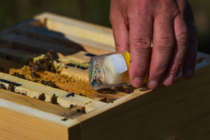 A beekeeping on the edge of the forest: everyday life of a beekeeper. Here a queen (wise man) was drawn with the color of the year and is released again. A beekeeping on the edge of the forest: everyday life of a beekeeper. Here a queen (wise man) was drawn with the color of the year and is released again.