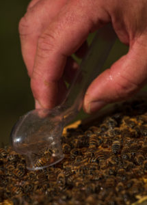 A beekeeping on the edge of the forest: everyday life of a beekeeper. Here a queen (wise man) is caught and then drawn with the color of the year. A beekeeping on the edge of the forest: everyday life of a beekeeper. Here a queen (wise man) is caught and then drawn with the color of the year.