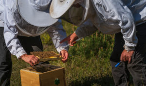 A beekeeping on the edge of the forest: everyday life of a beekeeper. Here a new queen (wise man) is drawn with the color of the year. A beekeeping on the edge of the forest: everyday life of a beekeeper. Here a new queen (wise man) is drawn with the color of the year.