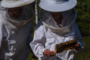 A beekeeping on the edge of the forest: everyday life of a beekeeper. Here a queen (wise man) of an offshoot bee colony is sought. 2 beekeepers search together. A beekeeping on the edge of the forest: everyday life of a beekeeper. Here a queen (wise man) of an offshoot bee colony is sought. 2 beekeepers search together.