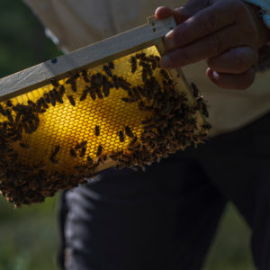 A beekeeping on the edge of the forest: everyday life of a beekeeper. Beekeepers inspect the honeycomb. A beekeeping on the edge of the forest: everyday life of a beekeeper. Beekeepers inspect the honeycomb.