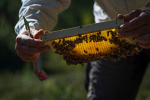 A beekeeping on the edge of the forest: everyday life of a beekeeper. The stick chisel with honeycomb lifter is one of the most needed tools in beekeeping. Beekeepers inspect the honeycomb. A beekeeping on the edge of the forest: everyday life of a beekeeper. The stick chisel with honeycomb lifter is one of the most needed tools in beekeeping. Beekeepers inspect the honeycomb.