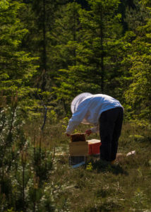 A beekeeping on the edge of the forest: everyday life of a beekeeper. Beekeepers inspect the honeycomb. A beekeeping on the edge of the forest: everyday life of a beekeeper. Beekeepers inspect the honeycomb.
