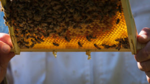 A beekeeping on the edge of the forest: everyday life of a beekeeper. Beekeepers inspect the honeycomb. A beekeeping on the edge of the forest: everyday life of a beekeeper. Beekeepers inspect the honeycomb.