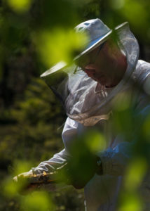 A beekeeping on the edge of the forest: everyday life of a beekeeper. Beekeepers inspect the honeycomb. A beekeeping on the edge of the forest: everyday life of a beekeeper. Beekeepers inspect the honeycomb.