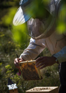 A beekeeping on the edge of the forest: everyday life of a beekeeper. The stick chisel with honeycomb lifter is one of the most needed tools in beekeeping. Beekeepers inspect the honeycomb. A beekeeping on the edge of the forest: everyday life of a beekeeper. The stick chisel with honeycomb lifter is one of the most needed tools in beekeeping. Beekeepers inspect the honeycomb.