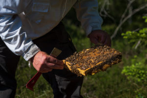 A beekeeping on the edge of the forest: everyday life of a beekeeper. The stick chisel with honeycomb lifter is one of the most needed tools in beekeeping. Beekeepers inspect the honeycomb. A beekeeping on the edge of the forest: everyday life of a beekeeper. The stick chisel with honeycomb lifter is one of the most needed tools in beekeeping. Beekeepers inspect the honeycomb.