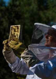 A beekeeping on the edge of the forest: everyday life of a beekeeper. Beekeepers inspect the honeycomb. A beekeeping on the edge of the forest: everyday life of a beekeeper. Beekeepers inspect the honeycomb.