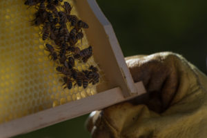 A beekeeping on the edge of the forest: everyday life of a beekeeper. Beekeepers inspect the honeycomb. A beekeeping on the edge of the forest: everyday life of a beekeeper. Beekeepers inspect the honeycomb.