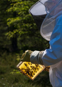 A beekeeping on the edge of the forest: everyday life of a beekeeper. Beekeepers inspect the honeycomb. A beekeeping on the edge of the forest: everyday life of a beekeeper. Beekeepers inspect the honeycomb.