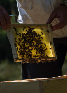 A beekeeping on the edge of the forest: everyday life of a beekeeper. The stick chisel with honeycomb lifter is one of the most needed tools in beekeeping. Beekeepers inspect the honeycomb. A beekeeping on the edge of the forest: everyday life of a beekeeper. The stick chisel with honeycomb lifter is one of the most needed tools in beekeeping. Beekeepers inspect the honeycomb.