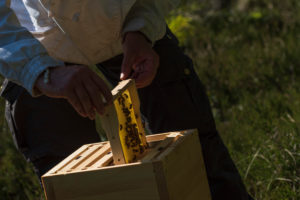 A beekeeping on the edge of the forest: everyday life of a beekeeper. Beekeepers inspect the honeycomb. A beekeeping on the edge of the forest: everyday life of a beekeeper. Beekeepers inspect the honeycomb.