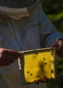 A beekeeping on the edge of the forest: everyday life of a beekeeper. Beekeepers inspect the honeycomb. A beekeeping on the edge of the forest: everyday life of a beekeeper. Beekeepers inspect the honeycomb.