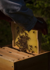 A beekeeping on the edge of the forest: everyday life of a beekeeper. Beekeepers inspect the honeycomb. A beekeeping on the edge of the forest: everyday life of a beekeeper. Beekeepers inspect the honeycomb.