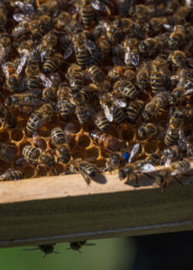 A beekeeping on the edge of the forest: everyday life of a beekeeper. Bee colony on the honeycomb; the queen is clearly recognizable with the year color blue. A beekeeping on the edge of the forest: everyday life of a beekeeper. Bee colony on the honeycomb; the queen is clearly recognizable with the year color blue.