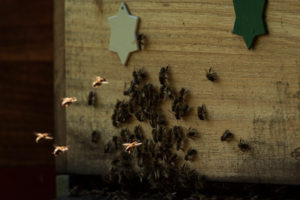 A beekeeping on the edge of the forest: everyday life of a beekeeper. Flying the bees to the beehive. A beekeeping on the edge of the forest: everyday life of a beekeeper. Flying the bees to the beehive.