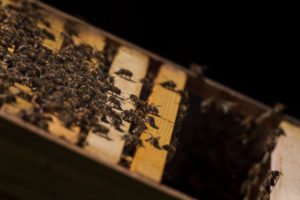 A beekeeping on the edge of the forest: everyday life of a beekeeper. Honeybees in the apiary. A beekeeping on the edge of the forest: everyday life of a beekeeper. Honeybees in the apiary.