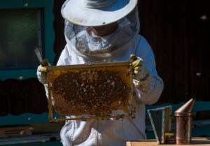 A beekeeping on the edge of the forest: everyday life of a beekeeper. The stick chisel with honeycomb lifter is one of the most needed tools in beekeeping. Beekeepers inspect the honeycomb. A beekeeping on the edge of the forest: everyday life of a beekeeper. The stick chisel with honeycomb lifter is one of the most needed tools in beekeeping. Beekeepers inspect the honeycomb.